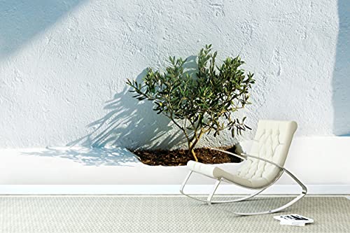 Glücksvilla - Fototapete, selbstklebend (480 x 300 cm (BxH) - div. Maße - Vlies-Tapete - Wand-Deko - Weiß 3 - Griechenland Baum Pflanze Olive Bäumchen Topfpflanze Kaktus x von Glücksvilla