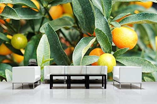 Glücksvilla - Fototapete, selbstklebend (480 x 300 cm (BxH) - div. Maße - Vlies-Tapete - moderne Wand-Deko - Kumquat Zwergorange 2 - Mini-Orange Citrus-Frucht Pflanze Garten Baum Fotografie von Glücksvilla