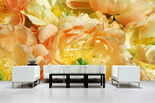 Glücksvilla - Fototapete, selbstklebend (600 x 250 cm (BxH) - div. Maße - Vlies-Tapete XXL Wand-Deko - Gelbe Pfingstrosen-Blüte - Paeonia lactiflora Blume Blüte Pflanze Garten Fotografie x von Glücksvilla
