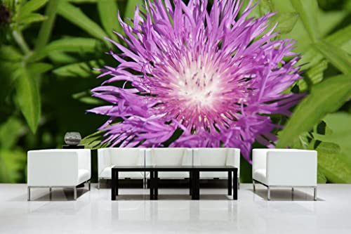 Glücksvilla - Fototapete, selbstklebend (600 x 250 cm (BxH) - div. Maße - Vlies-Tapete XXL moderne Wand-Deko - Lila Wiesen-Flockenblume - Wiese Blume Blüte Botanik Natur pink Fotografie von Glücksvilla