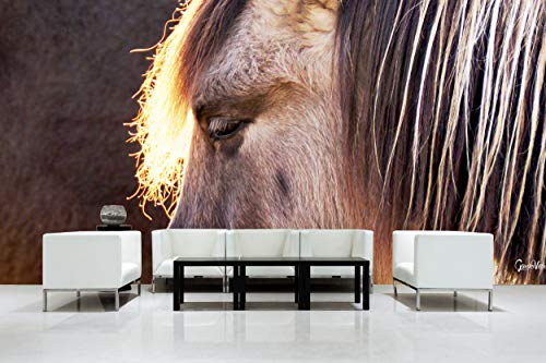 Glücksvilla - Fototapete, selbstklebend (600 x 250 cm (BxH) - div. Maße - Vlies-Tapete XXL moderne Wand-Deko - Wildpferd 1 - Pferdekopf Pferd Mähne Tiere Pony Bauernhof Natur Fotografie x von Glücksvilla