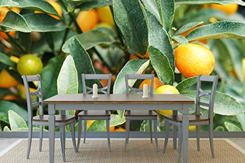 Glücksvilla - Fototapete, selbstklebend (600 x 250 cm (BxH) - div. Maße - Vlies-Tapete - moderne Wand-Deko - Kumquat Zwergorange 2 - Mini-Orange Citrus-Frucht Pflanze Garten Baum Fotografie von Glücksvilla