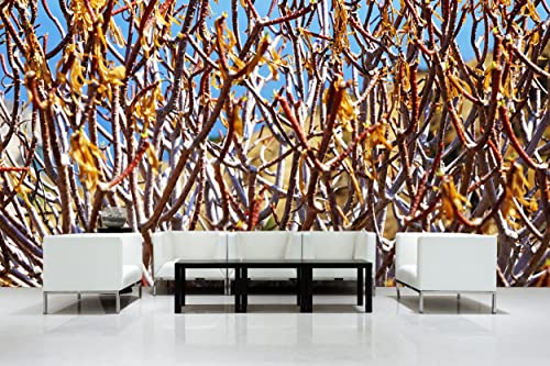 Glücksvilla - Fototapete, selbstklebend (600 x 250 cm BxH) - div. Maße - Vlies-Tapete - Wand-Deko - Mediterrane Macchia 1 - Fotografie Garten-Pflanzen Busch Sträucher Natur x von Glücksvilla
