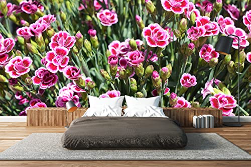 Glücksvilla - Fototapete, selbstklebend (600 x 250 cm BxH) - div. Maße - Vlies-Tapete - moderne Wand-Deko - Prinzess-Nelke pink Kisses - Fotografie Blumen Blüten Garten-Pflanzen Natur von Glücksvilla
