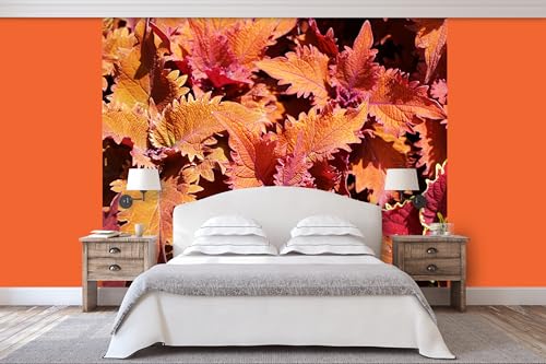 Glücksvilla - Fototapete, selbstklebend 240 x 250 cm (BxH) - div. Maße - Vlies-Tapete XXL moderne Wand-Deko - Buntnessel-Blätter - Herbst-Laub Natur Garten Botanik Fotografie von Glücksvilla