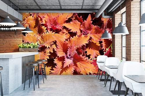 Glücksvilla - Fototapete, selbstklebend 360 x 250 cm (BxH) - div. Maße - Vlies-Tapete - moderne Wand-Deko - Buntnessel-Blätter - Herbst-Laub Natur Garten Botanik Fotografie von Glücksvilla