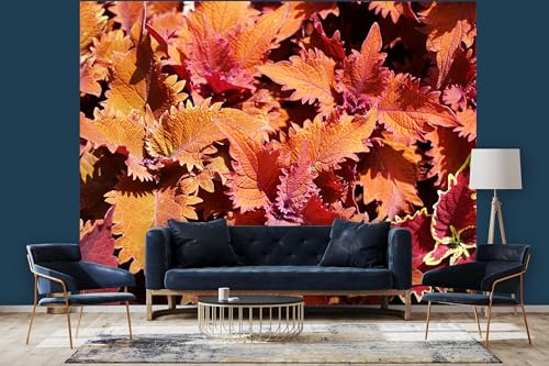 Glücksvilla - Fototapete, selbstklebend 360 x 300 cm (BxH) - div. Maße - Vlies-Tapete XXL moderne Wand-Deko - Buntnessel-Blätter - Herbst-Laub Natur Garten Botanik Fotografie von Glücksvilla