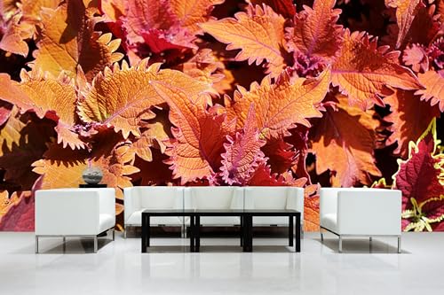 Glücksvilla - Fototapete, selbstklebend 600 x 250 cm (BxH) - div. Maße - Vlies-Tapete XXL moderne Wand-Deko - Buntnessel-Blätter - Herbst-Laub Natur Garten Botanik Fotografie von Glücksvilla