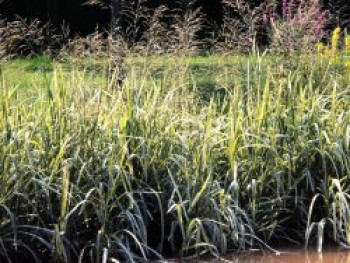 Buntblättriges Süßgras 'Variegata', Glyceria maxima 'Variegata', Topfware von Glyceria maxima 'Variegata'