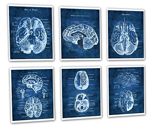 Gnosis Picture Archive Neuroscience Wanddekoration, Set mit 6 ungerahmten Drucken der menschlichen Gehirnanatomie von Gnosis Picture Archive