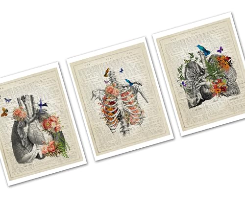 Gnosis Picture Archive Vintage Wörterbuchkunst Anatomie von Lunge und Brustkorb – Schmetterlinge und Blumen – Arztbüro-Dekor – Atemtherapeuten-Wandkunst – 3-teiliges ungerahmtes Kunstdruck-Set von Gnosis Picture Archive