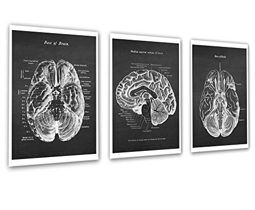 Neuroscience Art Set mit 3 ungerahmten Drucken der menschlichen Gehirnanatomie Kunst von Gnosis Picture Archive