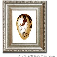 Kinderzimmer Dekor Vintage Vogel Ei Druck No.6 in Gold Braun Farben Great Auk Wand Kunstdruck 8x10" Ostern Frühling Esszimmer von GnosisPictureArchive
