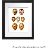Vogel Eier Druck No.10 in Gold Gelb Braun Gefleckte Seevögel Wand Kunstdruck 20x10" Dekorative Ostern Frühling Esszimmer Dekor von GnosisPictureArchive