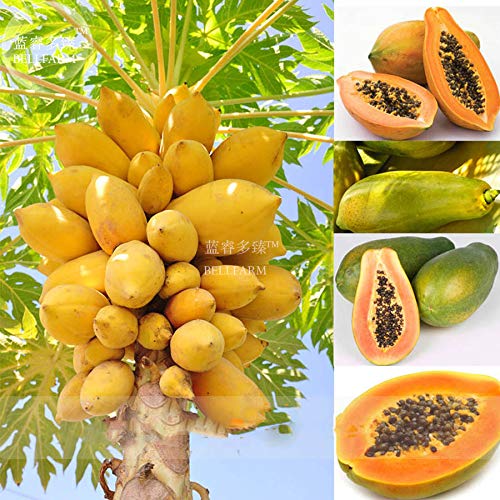Casavidas BELLFARM Bonsai Low-Density Pusa Riesen Papaya-Baum Melon Tasty Big Organic High Yield Obst Hoch Germination -10pcs / pack von Go Garden