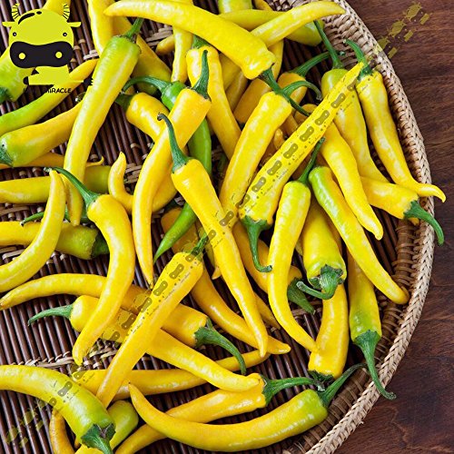 Casavidas LAND MIRACLE Mexiko Gelb Cayenne-Pfeffer Hot Chili Samen, 50 Samen/Pack, Essbare Bio-Gemüse Paprika Bonsai Gartenpflanze von Go Garden