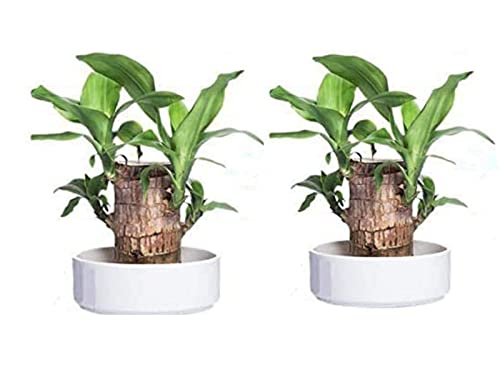 Gokame Mini Brasilien Glücksholz, magische Sprossen, Glücksbambusholz,Hydrokultur Topfpflanze, Stumpf kleine Mini-Pflanze für den Innenbereich, Büro, Schreibtisch-Pflanze(2 Stück) von Gokame