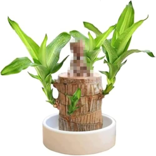 Mini Brazil Lucky Wood, hydroponische Topfpflanzenstumpf-Minipflanze, Magisch sprießendes Glücksbambusholz, Indoor-Büro-Desktop-Pflanze zur Reinigung der Raumluft (1pcs) von Gokame