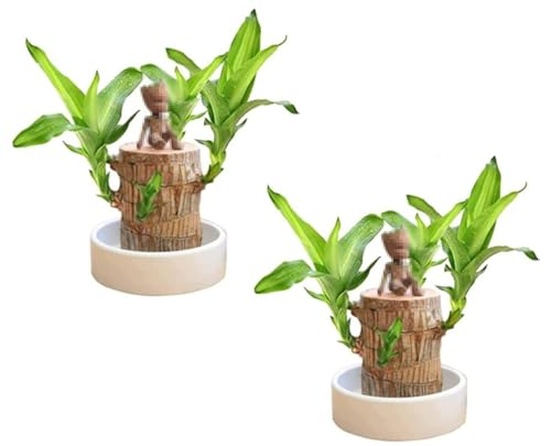 Mini Brazil Lucky Wood, hydroponische Topfpflanzenstumpf-Minipflanze, Magisch sprießendes Glücksbambusholz, Indoor-Büro-Desktop-Pflanze zur Reinigung der Raumluft (2pcs) von Gokame