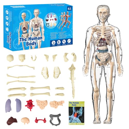 Golgner Human Body Torso Model, 3D Teaching Model Human Body, Torso Anatomie Modell, Transparent Abnehmbares Anatomisches Körpermodell, für Kinder ab 6 Jahren Vorschule Ausbildung, Lernmodell von Golgner