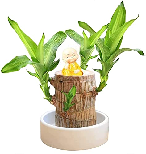 Goniome Mini Brazil Lucky Wood, hydroponische Topfpflanzenstumpf-Minipflanze, Indoor-Büro-Desktop-Pflanze zur Reinigung der Raumluft (Brazilian Wood+monk1) von Goniome