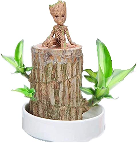 Goniome Mini Brazil Lucky Wood, hydroponische Topfpflanzenstumpf-Minipflanze, Indoor-Büro-Desktop-Pflanze zur Reinigung der Raumluft (Brazilian Wood+doll1) von Goniome