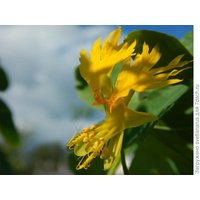 Nasturtium Blumen Samen "Foreign Canary"" Creeping 0, 5G. Tropaeolum Peregrinum. Natürlicher Bauerntraum Настуркия Канарейка von GoodHarvestShop