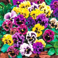 Viola Terry Blumen Samen "Rokoko Mix" 0, 05 G Natürlicher Bauerntraum Виола Махровая Рококо Смеся von GoodHarvestShop