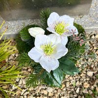 Grabgesteck Grabschmuck Moosherz Grabherz Trauerherz Grab Herz Gesteck Eisblume Weiß Grabgesteck Grabschmuck Moosherz Grabherz Trauerherz Grab Herz Gesteck Eisblume Weiß von Grabschmuckmodern