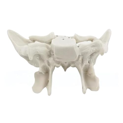 Humanes Sphenoid Anatomisches Modell Menschliches Skelettmodell Temporaler Knochenunterricht Für Medizin Orthopädie Temporaler Knochen Für Anatomie Skelett Medicals Unterricht Vorräte Humanes Sphenoid Anatomisches Modell Menschliches Skelettmodell Temporaler Knochenunterricht Für Medizin Orthopädie Temporaler Knochen Für Anatomie Skelett Medicals Unterricht Vorräte von Gramigg