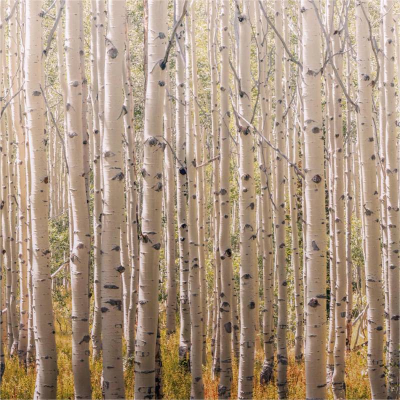 Fototapete A42601 Natur / Landschaft 0.53 x 8.84 m ONE ROLL - ONE MOTIF II Grandeco von Grandeco