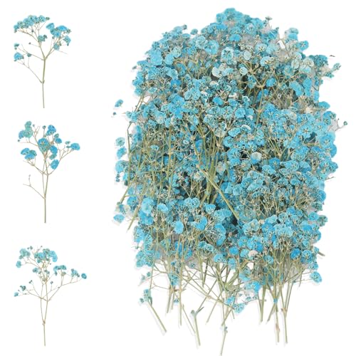 Graplan 100 Stück Blau Schleierkraut Getrocknet, Trockenblumen zum Basteln,Trockenblumen Klein, Natürliche Getrocknete Blumen, Gepresste Blumen, Baby’s Breath Blumen für DIY Kerze Harz Schmuck von Graplan