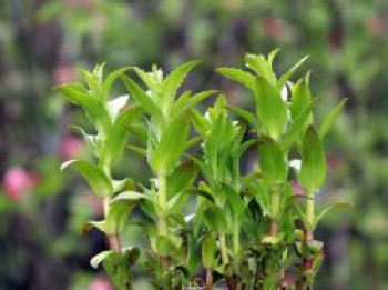 Apotheker Gnadenkraut, Gratiola officinalis, Topfware von Gratiola officinalis