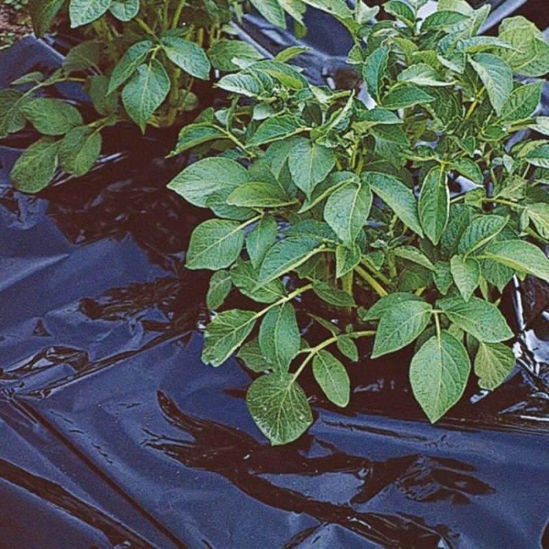 Greemotion Unkrautvlies Unkrauthemmfolie 1,2 x 10 m, (1-St) von Greemotion