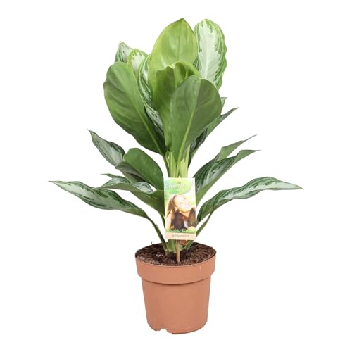 Trendyplants - Aglaonema Silver Bay - Zimmerpflanze - Höhe 45-65 cm - Topfgröße Ø17cm Trendyplants - Aglaonema Silver Bay - Zimmerpflanze - Höhe 45-65 cm - Topfgröße Ø17cm von Green Bubble