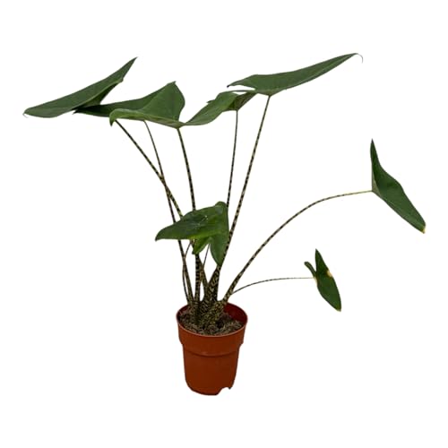 Trendyplants - Alocasia Zebrina - Zimmerpflanze - Höhe 70-90 cm - Topfgröße Ø19cm von Green Bubble