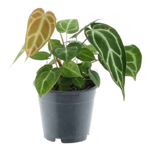 Trendyplants - Anthurium Chrystallinum - Zimmerpflanze - Höhe 25-45 cm - Topfgröße Ø12cm von Green Bubble