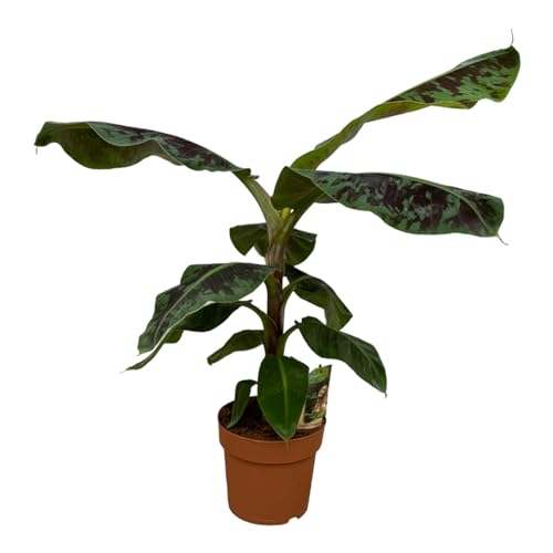 Trendyplants - Bananenpflanze - Höhe 70-90 cm - Musa - Topfgröße Ø21cm von Green Bubble