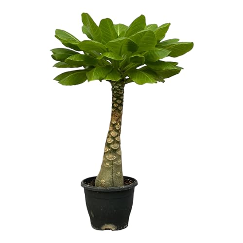 Trendyplants - Brighamia Insignis - Hawaii-Palme - Zimmerpflanze - Höhe 20-40 cm - Topfgröße Ø12cm von Green Bubble
