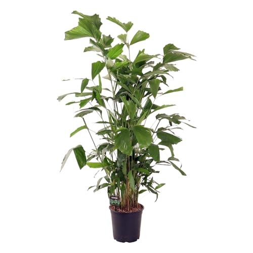 Trendyplants - Caryota Mitis - Fischschwanzpalme - Zimmerpflanze - Höhe 130-150 cm - Topfgröße Ø24cm von Green Bubble