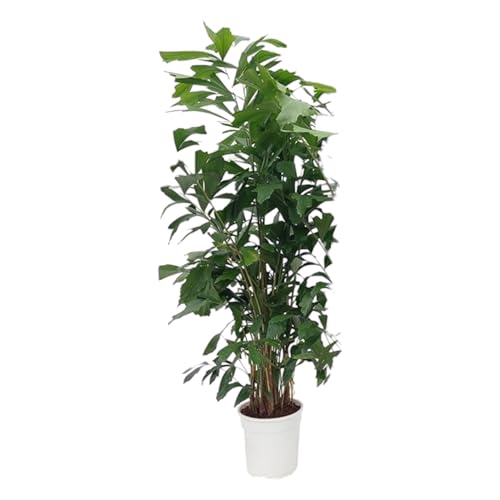 Trendyplants - Caryota Mitis - Fischschwanzpalme - Zimmerpflanze - Höhe 160-180 cm - Topfgröße Ø24cm Trendyplants - Caryota Mitis - Fischschwanzpalme - Zimmerpflanze - Höhe 160-180 cm - Topfgröße Ø24cm von Green Bubble