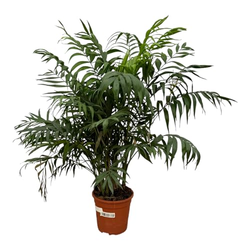 Trendyplants - Chamaedorea Elegans - Bergpalme - Zimmerpflanze - Höhe 90-110 cm - Topfgröße Ø21cm von Green Bubble
