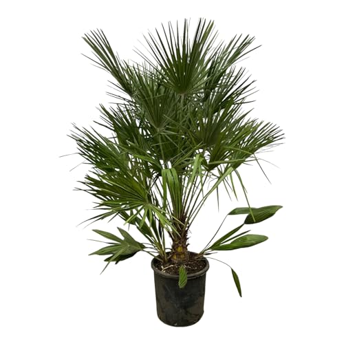 Trendyplants - Chamaerops Humilis - Höhe 150-170 cm - Europäische Zwergpalme - Winterhart - Gartenpflanze - Topfgröße Ø28cm von Green Bubble