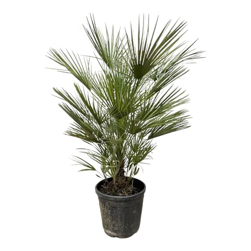 Trendyplants - Chamaerops Humilis Strauch - Höhe 160-180 cm - Europäische Zwergpalme - Winterhart - Gartenpflanze - Topfgröße Ø24cm Trendyplants - Chamaerops Humilis Strauch - Höhe 160-180 cm - Europäische Zwergpalme - Winterhart - Gartenpflanze - Topfgröße Ø24cm von Green Bubble