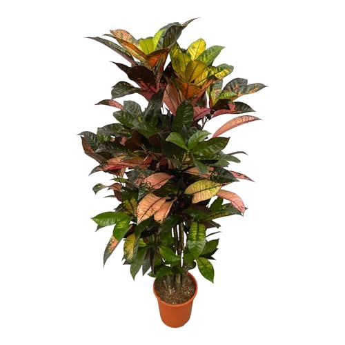 Trendyplants - Codiaeum Iceton verzweigt - Croton - Zimmerpflanze - Höhe 110-130 cm - Topfgröße Ø21cm von Green Bubble