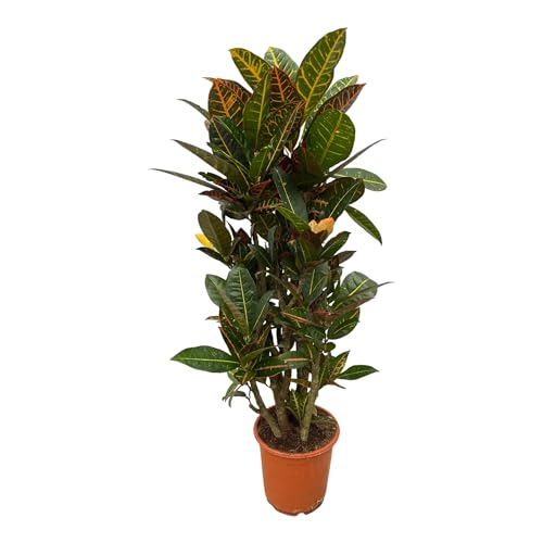 Trendyplants - Codiaeum Petra verzweigt - Croton - Zimmerpflanze - Höhe 90-110 cm - Topfgröße Ø21cm von Green Bubble