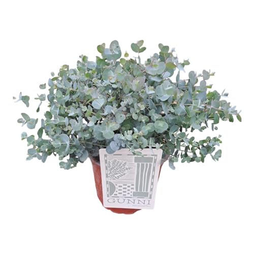 Trendyplants - Eucalyptus Gunni - Gartenpflanze - Höhe 45-65 cm - Topfgröße Ø21cm von Green Bubble