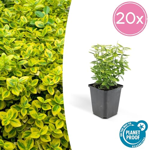 Trendyplants - Euonymus 'Emerald 'n Gold' - 20 Pflanzen - Japanische Spindel - Winterhart - Höhe 10-25cm - Topfgröße Ø9cm von Green Bubble