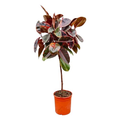 Trendyplants - Ficus Elastica Belize am Stamm - Gummibaum - Zimmerpflanze - Höhe 120-140 cm - Topfgröße Ø24cm von Green Bubble
