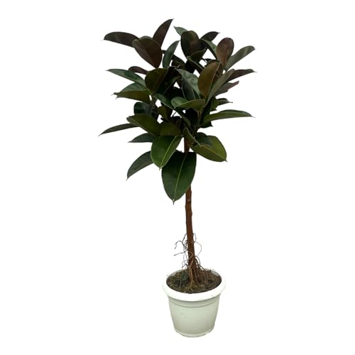 Trendyplants - Ficus Elastica Robusta Stamm - Gummibaum - Höhe 150-170 cm - Topfgröße Ø32cm von Green Bubble